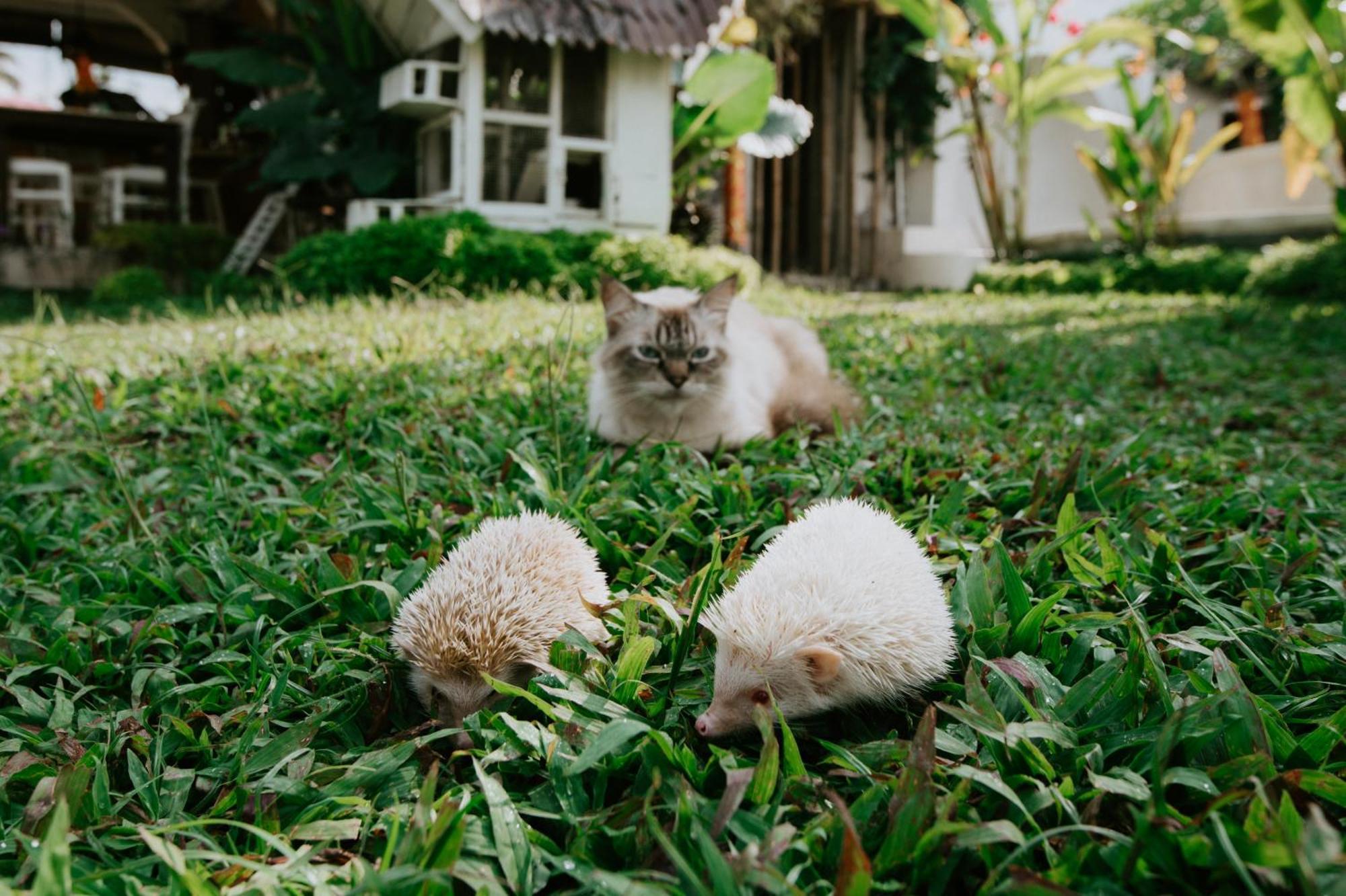 The Rice Joglo Eco-Stay Ubud Eksteriør billede