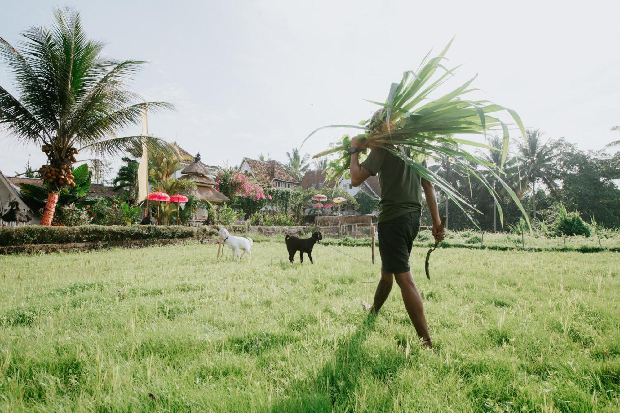 The Rice Joglo Eco-Stay Ubud Eksteriør billede