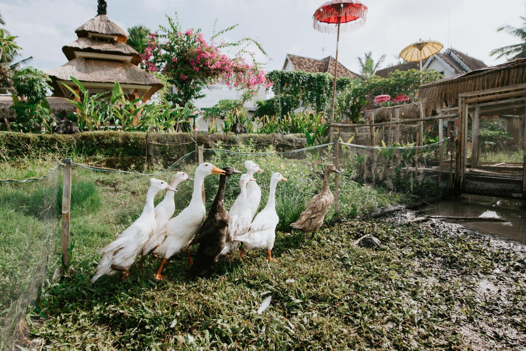 The Rice Joglo Eco-Stay Ubud Eksteriør billede